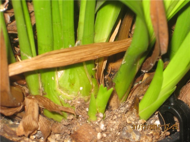 cvijet